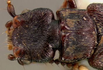 Media type: image; Entomology 27484   Aspect: head dorsal view